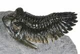 Detailed Hollardops Trilobite - Ofaten, Morocco #382841-1